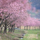 河津桜並木