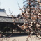 2月の吉備津神社