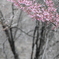 コヒガン桜