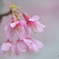 桜の季節はもうすぐ
