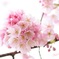 ふんわり桜祭り