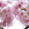 ふんわり桜祭り
