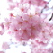 近所の桜