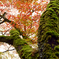 高野山紅葉2015