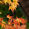 高野山紅葉2015