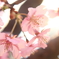 Spring of Life
