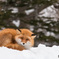 red fox
