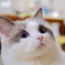 ragdoll cat