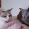 ragdoll cat & russian blue