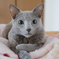 russian blue