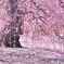 梅色の雨