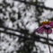 お花