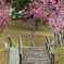 緋寒桜