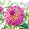 DCIM023.image