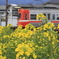 菜の花と岳南電車