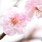 花のいのちは短い