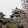 松山城と桜