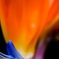 Bird of Fire