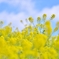 「陽春の菜の花畑」