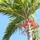 青空と赤い椰子の実