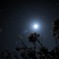 花の見る夜