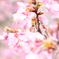 河津桜
