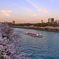 桜と水上バス
