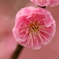 梅・開花！ ～ 春は近い ～ 39