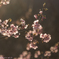 早咲きの桜