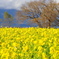DSC_0457菜の花畑