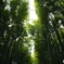 木漏れ日(竹林)