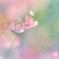 ❀おとめ桜❀