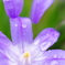 IMGP2492p