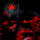 紅葉燃ゆ