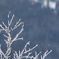 霧氷