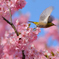 河津桜とメジロ