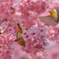 河津桜とメジロ