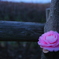 朝明にて残花