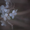 yumemi-tuki  08