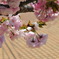 八重桜