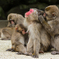 高崎山動物公園②