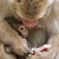 高崎山動物公園③