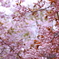 晩春の八重桜 (2)