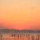 印旛沼・朝景　- 昇る朝陽と水鳥たち -