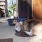 日向ぼっこ