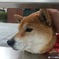 ヨシヨシしてみた
