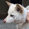 美人犬