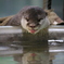 カワウソのメイちゃん