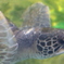 ウミガメの横顔