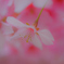 河津桜④